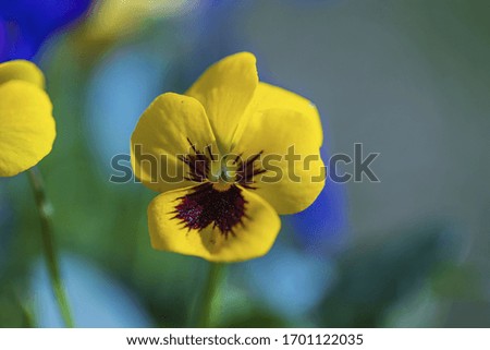 Beautiful view of flowers pansies  isolated on  background. Gorgeous nature backgrounds.