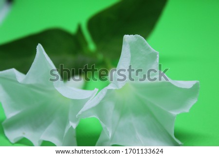 White flower in the green background 