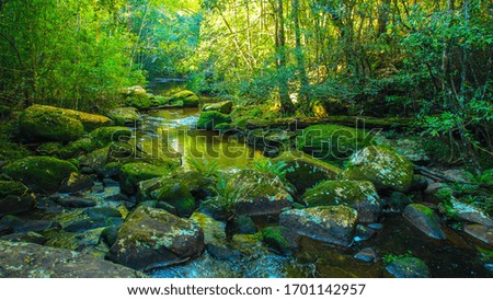 green forest water River stone