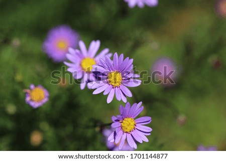 Beautiful Little Purple Flowers in the Sun