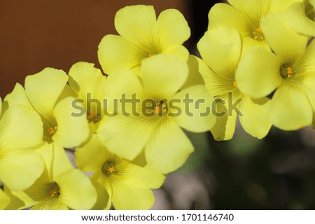 Beautiful Yellow Flowers on a Sunny Day