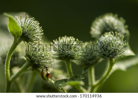 Medicinal herb burdock Arctium lappa