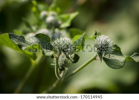 Medicinal herb burdock Arctium lappa