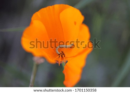 Orange Flowers with Tiny Caterpillars Inside