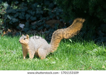 Squirrel in green grass on a sunny day