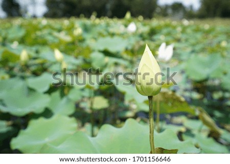 Lotus in the pond, beautiful lotus use to make merit to the Buddha.