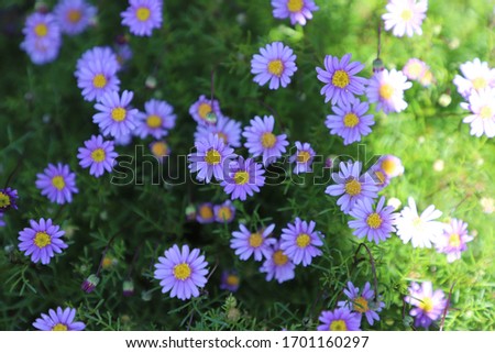 Pretty Purple Flowers on a Sunny Day