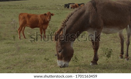 Donkey and cow on a farm - USA 2017