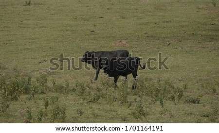 Cows and Cattle on a farm in Oklahoma - USA 2017