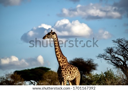 A beautiful shot of a cute giraffe with the trees and the blue sky in the background