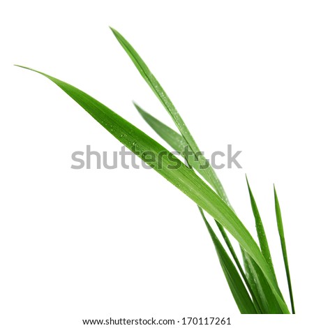 blade of grass isolated on white background