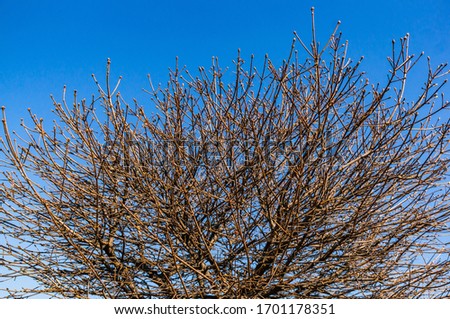 A low angle shot of bare tree branches against a clear blue sky