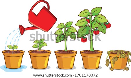 Diagram showing how plant grows from seed to tree illustration