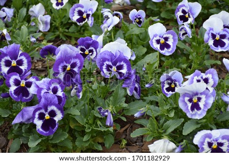 Purple Pansy flowers blooming in the park