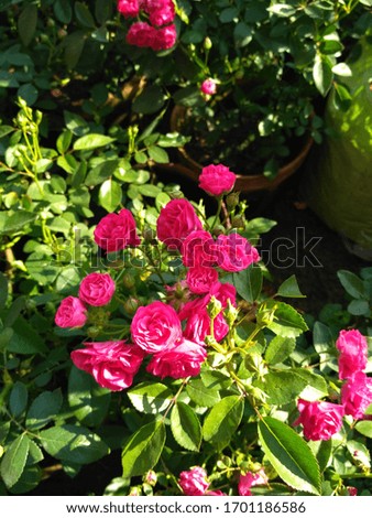 beautiful flower in nature,  rose sunsine