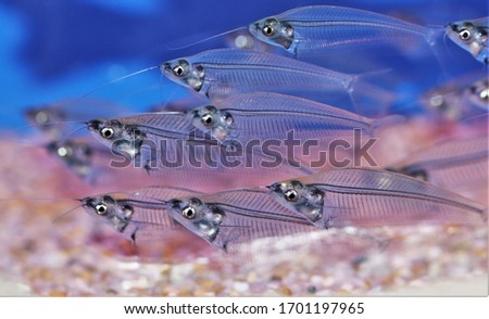 The cute glass catfish (Phantom,Ghost Catfish) in freshwater aquarium. Kryptopterus Bicirrhis  have opaque, transparent or translucent bodies, Native to rivers in Thailand.  Royalty-Free Stock Photo #1701197965
