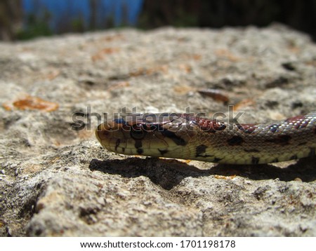 A closeup shot of a European rat snake crawling on a rock