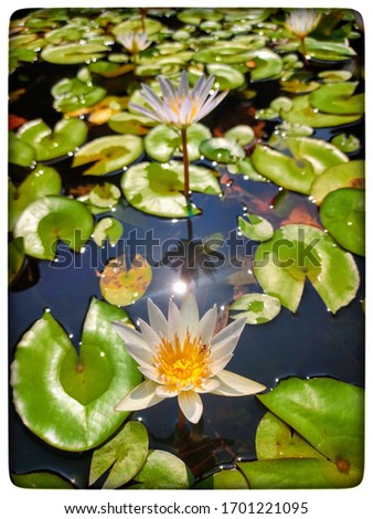 A lotus flower is the ultimate in religion from ancient times.