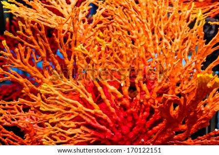 Beautiful corals made for show in Thailand ocean Royalty-Free Stock Photo #170122151