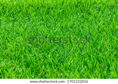A selective focus picture of green grass texture background, Close-up view of grass garden Ideal concept used for making green flooring
