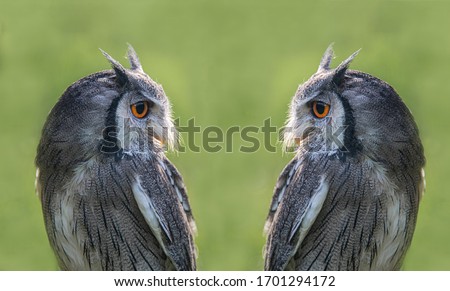 A composite image of a white faced scops owl duplicated so it appears a mirror image and facing each other. Taken against a green background with copy space Royalty-Free Stock Photo #1701294172