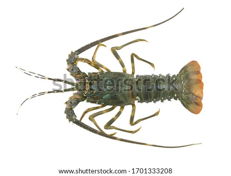 Fresh spiny lobster isolated on white background, Palinurus vulgaris Royalty-Free Stock Photo #1701333208