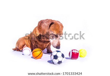 An old Miniature Dachshund sitting beside various sports balls, against a white background.
