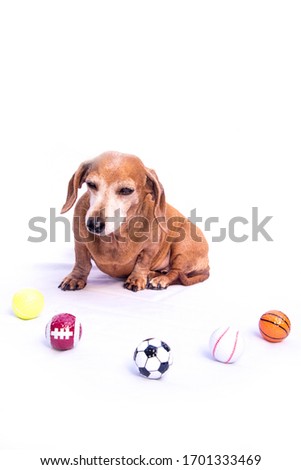 An old Miniature Dachshund sitting beside various sports balls, against a white background.