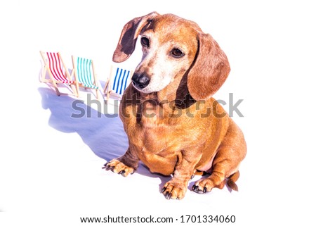 An old Miniature Dachshund with holiday deck chairs in the scene, on holiday.