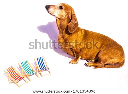 An old Miniature Dachshund with holiday deck chairs in the scene, on holiday.