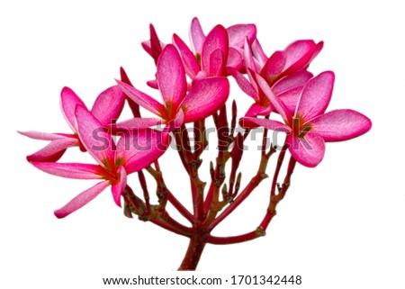  Pink plumeria flowers in Thailand.
 Flowers isolated on a white background. Select focus image