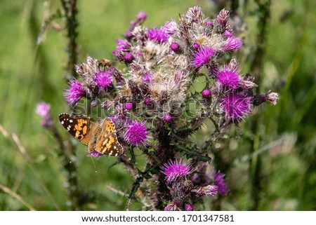 Image of a wild Cirsium vulgare, spear thistle with bumblebees and butterflies, in summer in the Austrian Alps, Europe