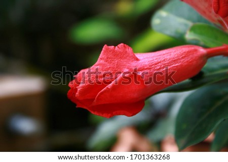 Closeup of flower bud (Red  Bigonia flower or Azalea flowers or  Adenium flower) in garden, beautiful flower. blur background.