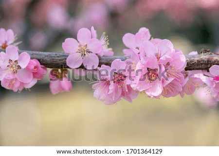 Beautiful cherry blossom in spring, beautiful scenery in spring