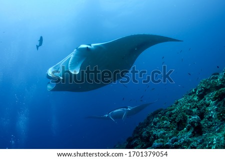 Manta Ray is  the largest type of ray in the world Royalty-Free Stock Photo #1701379054