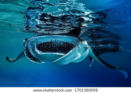 Manta Ray is  the largest type of ray in the world Royalty-Free Stock Photo #1701380098