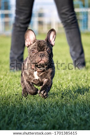 puppy dog french bulldog runs on grass