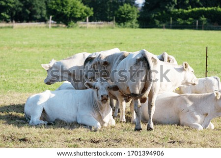 Dairy cows on pasture in Germany