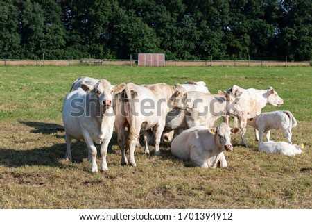 Dairy cows on pasture in Germany