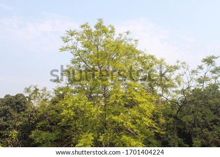 Tree leaf pictures over a roof in bangladesh