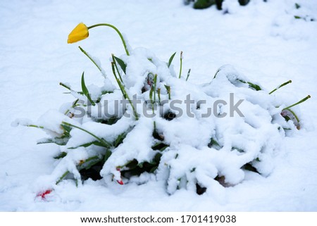 Winter is back - In the picture are tulips in spring with snow