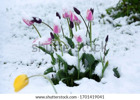 Winter is back - In the picture are tulips in spring with snow