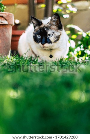 domestic shorthair cat with blue eyes  observing the area
