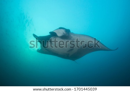 Oceanic Manta Ray (Manta birostris)	
