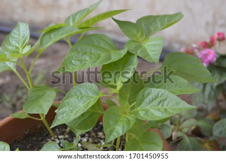 close up pictures of vegetable grown as home garden