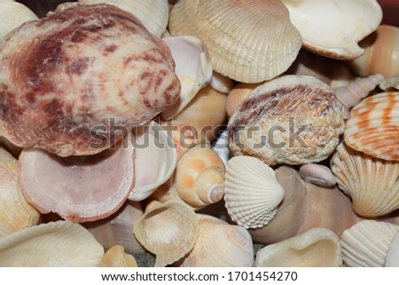 The picture of some colorful snail shell.