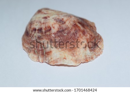 The picture of snail shell.