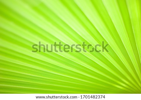 Close up green palm leaf translucent daylight in the entire frame creates an optical illusion. Macro texture of a bright lime leaf of palm tree on clearance. Natural geometry.