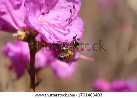 pink azaleas blooming in the mountains Royalty-Free Stock Photo #1701483403