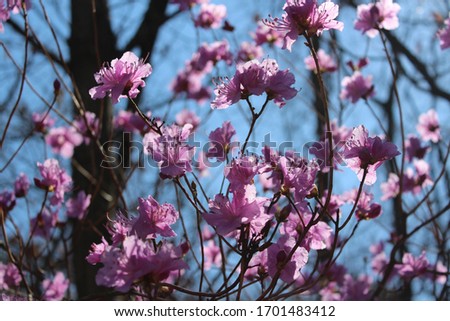 pink azaleas blooming in the mountains Royalty-Free Stock Photo #1701483412